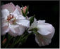 Bolero rose photo