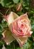 Crème fraise rose photo