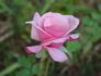 Royal Ascot ® rose photo