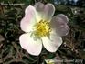 <i>Rosa aveyronensis</i> H.J. Coste rose photo