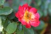 TANabamar rose photo