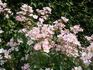 Brigitte de Villenfagne rose photo