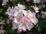 Brigitte de Villenfagne rose photo