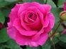 His Majesty rose photo