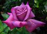 Plum Crazy rose photo