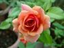 Home of Time rose photo