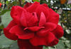 San Francisco rose photo