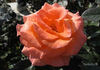 Königin Beatrix ® rose photo
