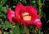 Luscious rose photo