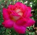 Luscious rose photo