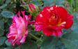Crimson Flame rose photo