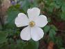 Starry Night ™ rose photo