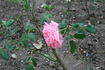 Age Tendre rose photo