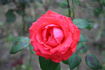 Aventure rose photo