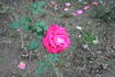Vivarose rose photo