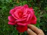 Hawaiian Prince rose photo