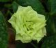 Green Diamond rose photo