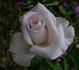 Pink Crystal rose photo