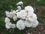 Lullaby rose photo