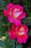 Luscious rose photo