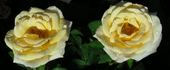White Chocolate rose photo