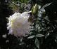 Jackie, Cl. rose photo