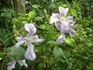 Emilia Plater clematis photo