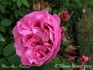 Madame Alice Dureau rose photo
