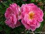 Abondant rose photo