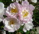 Fair Molly rose photo