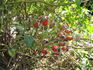 Ames Climber rose photo