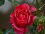 Honky Tonk Woman rose photo