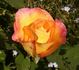 Yellow Floorshow rose photo