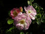 Yellow Floorshow rose photo