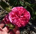 Crested Damask rose photo