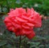 Angeline Lauro rose photo