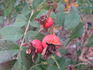 Madeleine Bugnet rose photo