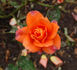 Bengali ® rose photo