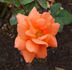 Bengali ® rose photo