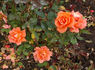 Bengali ® rose photo