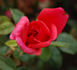 Brandenburg rose photo