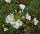 Anita Pereire ® rose photo