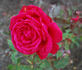 Amalia Jung rose photo