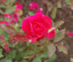 Amalia Jung rose photo