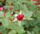 Allotria rose photo