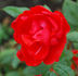 Diablotin ® rose photo
