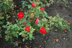 Diablotin ® rose photo