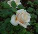 Grange Colombe rose photo