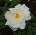 Grange Colombe rose photo