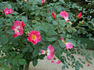 Candy Rose ® rose photo